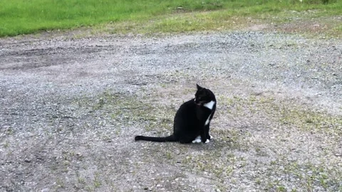 Black Cat Outside Stock Footage 296021063