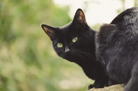 Black cat outside Stock Photos