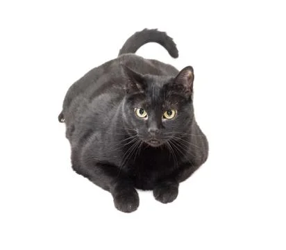 Black cat over white Stock Photos