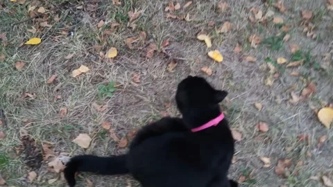 Black cat in the park 動画素材 317649170