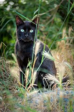Black cat in the park Stock Photos