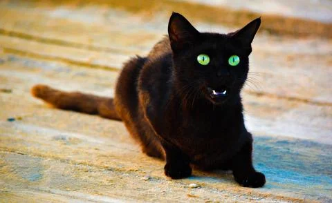 Black cat in the park Stock Photos