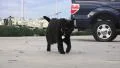 Black Cat Parking Lot Pavement Walks Towards Camera 4K 4k or 4k+ Resolution