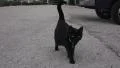 Black Cat On Pavement Approches Camera HD HD 影片