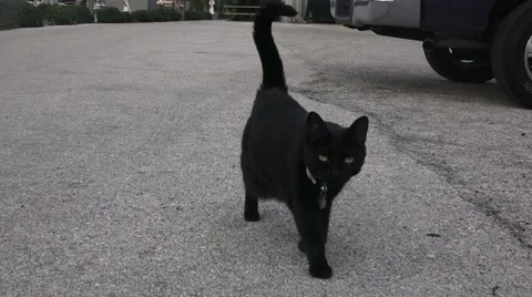 Black Cat On Pavement Approches Camera 4K Stock Footage 45532062