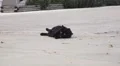 Black Cat On Pavement Rolling Over 4K 4k or 4k+ Resolution