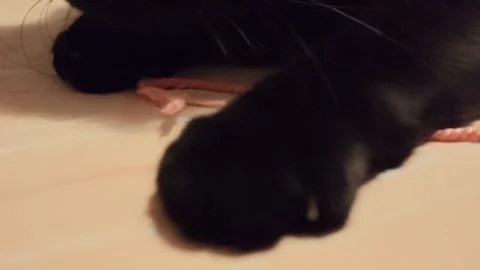 Black cat paw playing with pink string Stock Footage 340580904
