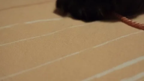 Black cat paw showing claw playing with red string Stock Footage 340580936