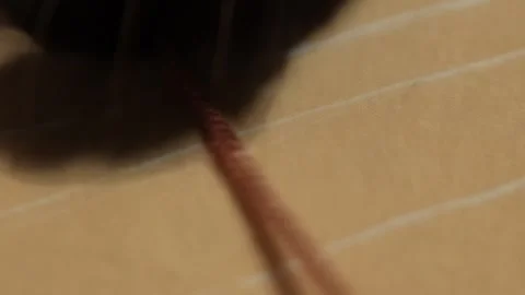 Black cat paw showing claw playing with red string Stock Footage 340580974