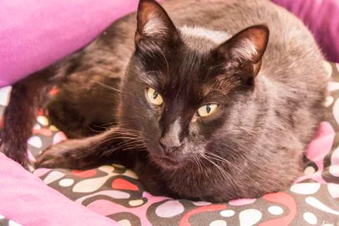 Black cat peering Stock Photos