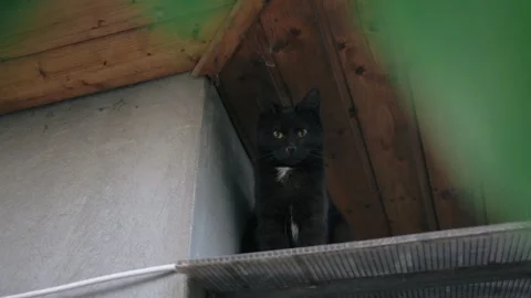 Black cat perched on a rooftop, observing its surroundings Vídeos de archivo 331196147