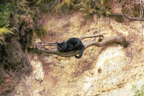 Black cat perched on a root in the middle of nature Foto stock