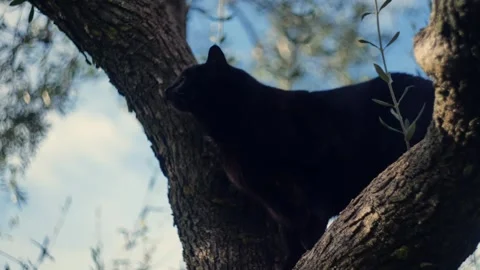 Black cat perched in the thick branches of an olive tree looking around Stock Footage 346193369