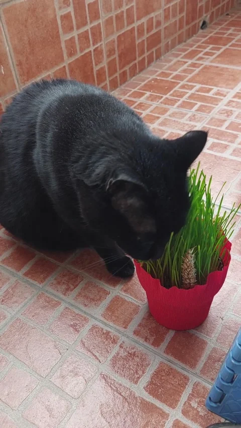 Black cat pet eating wheat or cat grass on a terrace closeup Stock Footage 328165034