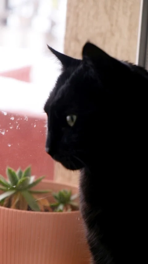 Black cat pet portrait by the window on a winter&amp;#039;s day Stock Footage 323396822