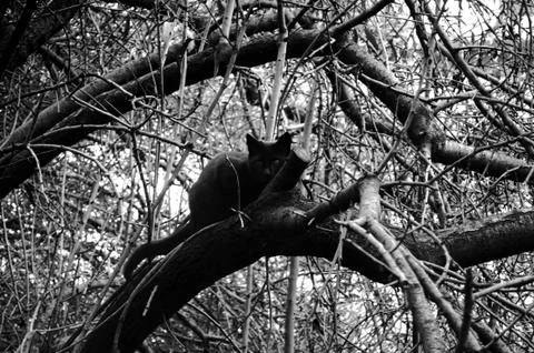 Black cat Stock-Fotos