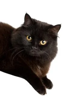 Black cat Stock Photos