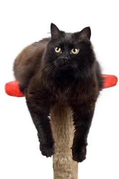 Black cat Stock Photos