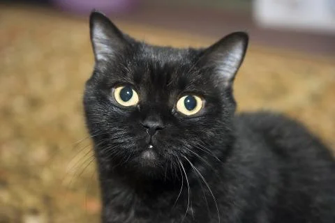 Black cat Stock Photos