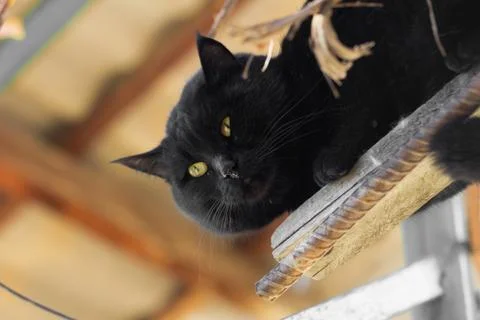 Black cat Stock Photos