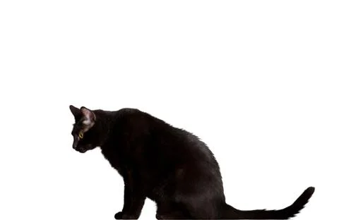 Black cat Stock Photos
