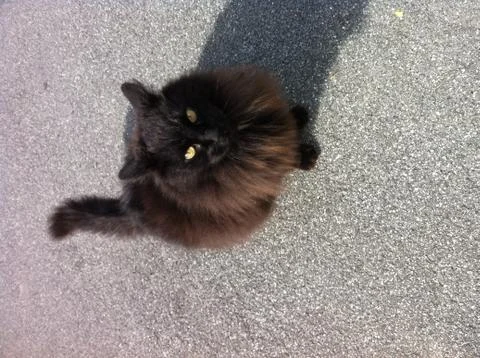 Black cat Stock Photos