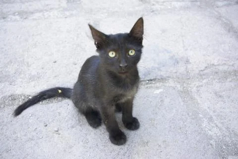 Black Cat Stock Photos