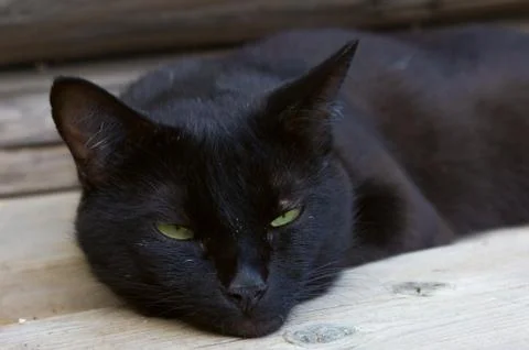 Black Cat Stock Photos