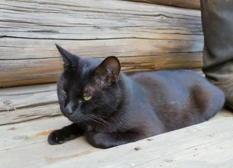 Black Cat 스톡 사진