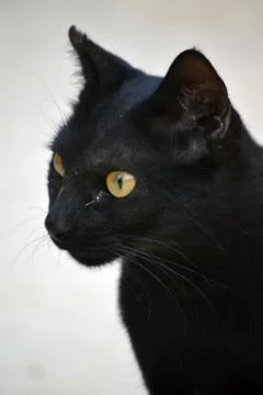 Black cat Stockfoto's