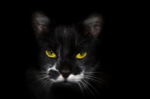 Black cat Stock Photos