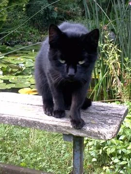 Black cat 스톡 사진