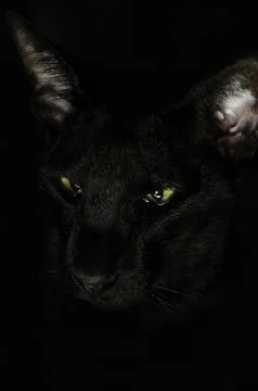 Black cat Stock Photos