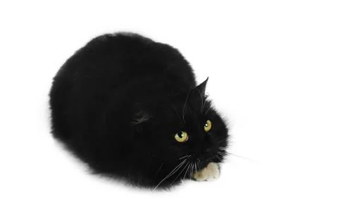 Black cat Foto stock