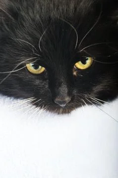Black cat Stock Photos