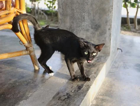 Black cat Stock Photos