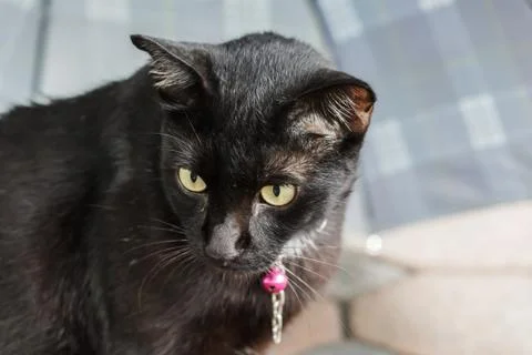 Black cat Stock Photos