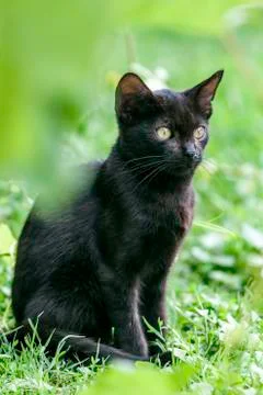 Black cat Foto stock