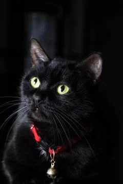 Black cat Stock Photos