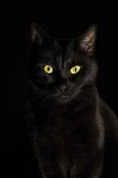 Black cat Stock Photos