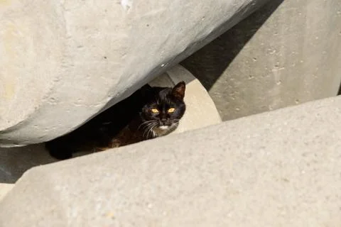 Black cat Stock Photos