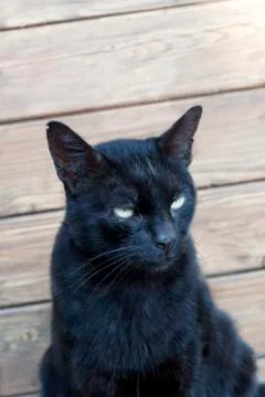 Black cat Stock Photos