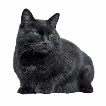 Black Cat Stock Photos