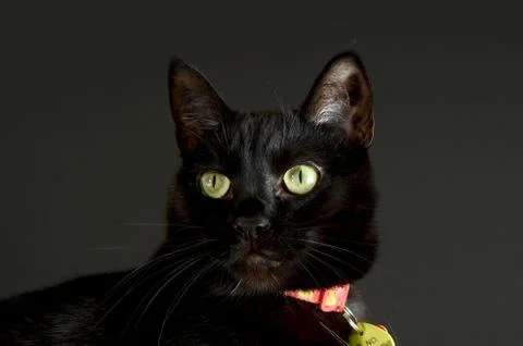 Black cat Stock Photos
