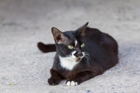 Black cat Foto stock