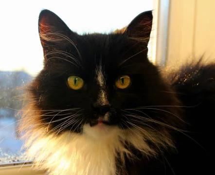 A Black Cat 库存照片