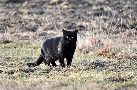 Black cat Stock Photos