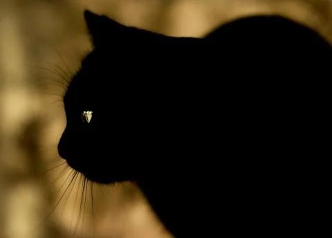 Black cat Фото