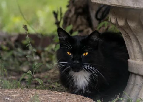Black Cat Stock Photos