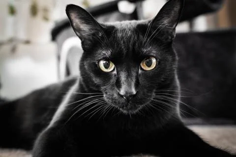 BLACK CAT Stock Photos